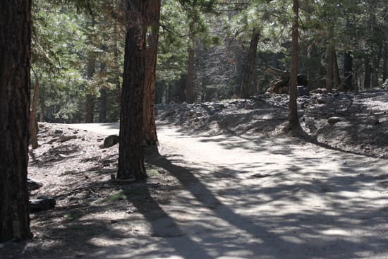 A trail in the woods with trees and shadows.