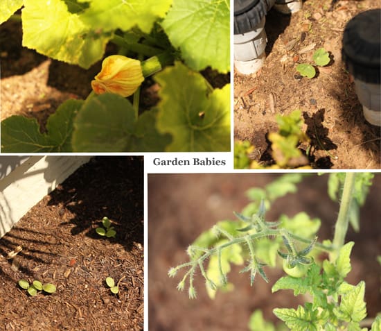 A collage of photos with plants and flowers.