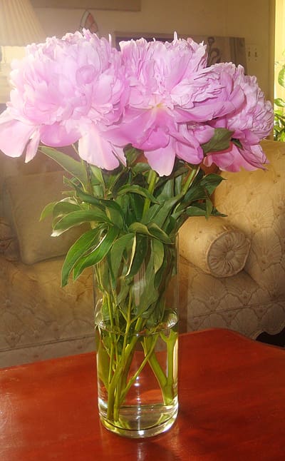 A vase filled with pink flowers on top of a table.