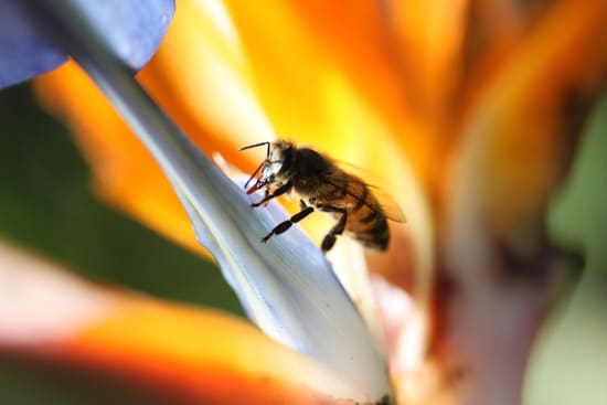 A bee is sitting on the flower of an orange plant.
