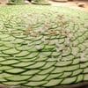 A round green tray with many slices of cucumber.