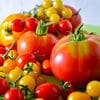 A pile of tomatoes on top of each other.