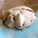 A white dough is sitting on the table.